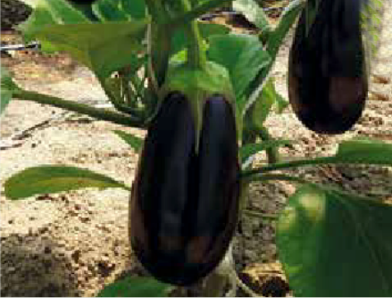 Isabel F1 (ex SAT 19541 F1)