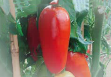 Luciano F1 (ex SAT 20119 F1)