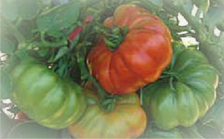 Marmande/pear shaped