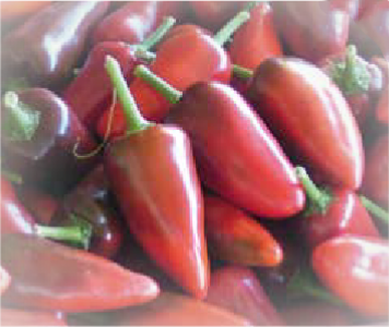 Naso di cane (Nose dog)