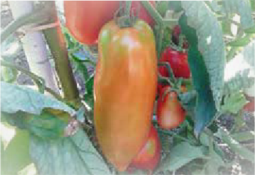 Peppino F1 (ex SAT 21115 F1)