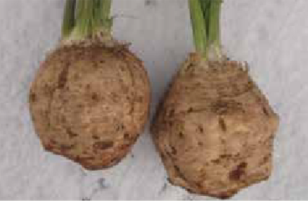 Celeriac Furlan