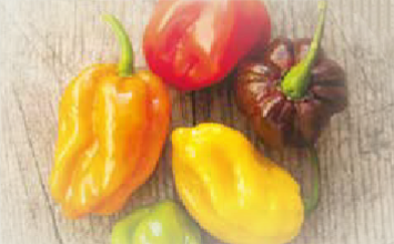 Coloured hot peppers habanero