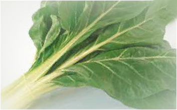 Large ribbed dark green 2