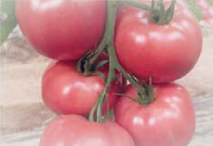 Pink Moon F1 (ex SAT 22244 F1)