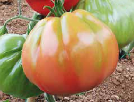 Silvano F1 (ex SAT 16314 F1)