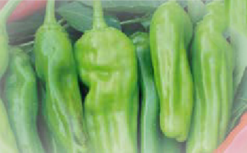 Tricorno (Friariello nocerese type)