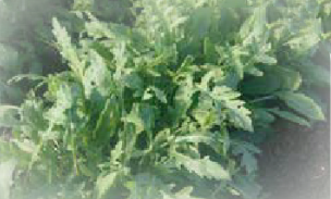 Wild rocket (autumn winter)