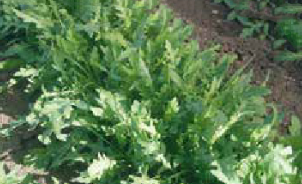 Wild rocket (spring-summer)