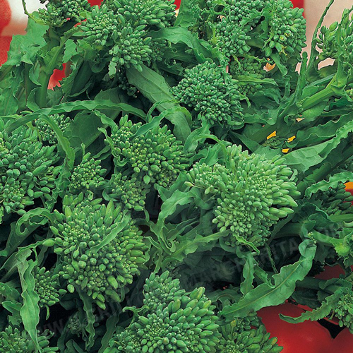 BROCCOLI RAAB Quarantina